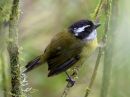 sooty-capped-bush-tanager_02.jpg