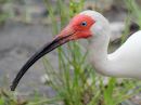 white-ibis_02.jpg