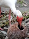 white-ibis_03.jpg