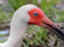 white-ibis_05.jpg