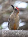 hybrid-woodpecker_02.jpg