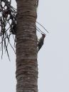 red-crowned-woodpecker_01.jpg
