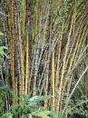 bamboo_01.jpg