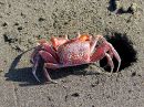 crab_04.jpg