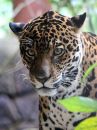 jaguar_1.jpg