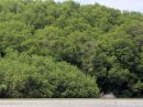 mangroves_04.jpg