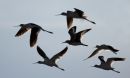 avocets-and-willet_01.jpg