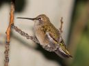 black-chinned-hummingbird_.jpg