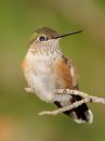 hummingbird_01.jpg