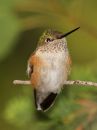 hummingbird_02.jpg