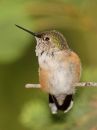 hummingbird_04.jpg