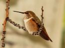 rufous-hummingbird_01.jpg