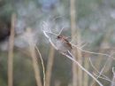 white-throated-sparrow_01.jpg