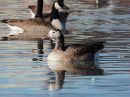 greater-white-fronted-x-canada-goose-hybrid_01.jpg