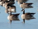 greater-white-fronted-x-canada-goose-hybrid_02.jpg