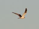 white-tailed-kite_06.jpg