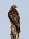red-tailed-hawk_02.jpg
