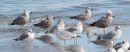 herring-and-thayers-gulls.jpg