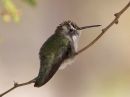 annas-hummingbird_01.jpg