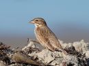 large-billed-savannah-sparrow_02.jpg