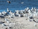 Filename=yellow-footed-gull_02.jpg
Filesize=230KiB
Dimensions=576x432
Date added=Jan 30, 2012 yellow-footed-gull_02.jpg