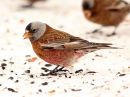 gray-crowned-rosy-finch_01.jpg