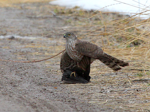 Utah Birds and Utah Birding