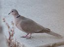 eurasian-collared-dove_02.jpg
