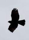 red-tailed-hawk_00.jpg