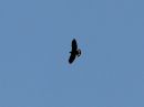 broad-winged-hawk.jpg