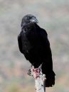 common-raven.jpg