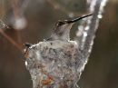 black-chinned-hummingbird_0.jpg