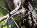 Filename=pygmy-nuthatch.jpg
Filesize=71KiB
Dimensions=576x432
Date added=May 17, 2012 pygmy-nuthatch.jpg
