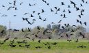 Filename=white-faced-ibis.jpg
Filesize=109KiB
Dimensions=720x432
Date added=May 17, 2012 white-faced-ibis.jpg