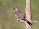 chipping-sparrow_02.jpg