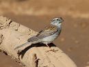 chipping-sparrow_03.jpg
