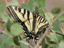 western-tiger-swallowtail.jpg