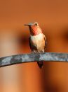 rufous-hummingbird_04.jpg