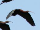 glossy-ibis_01.jpg