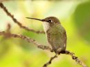 black-chinned-hummingbird_01.jpg