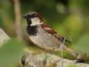 house-sparrow.jpg