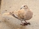 eurasian-collared-dove.jpg