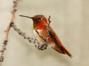 rufous-hummingbird_01.jpg