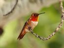 rufous-hummingbird_02.jpg