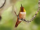 rufous-hummingbird_05.jpg