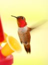 rufous-hummingbird_08.jpg