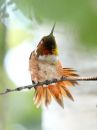 rufous-hummingbird_02.jpg