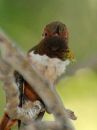 rufous-hummingbird_03.jpg