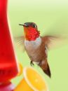 rufous-hummingbird_07.jpg
