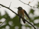 amazilia-hummingbird.jpg
